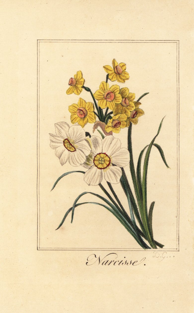Narsissin lajikkeet, Narcisse, Narcissus poeticus ja Narcissus pseudonarcissus tekijältä Pancrace (after) Bessa