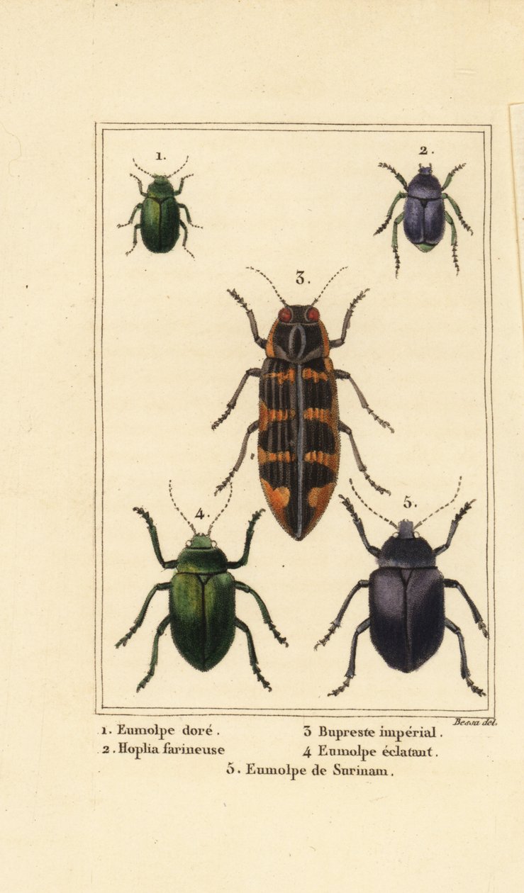Koirakuoriainen, Chrysochus auratus 1, Hoplia argentea 2, banksia jalokivikuoriainen, Cyrioides imperialis 3, Eumolpus fulgidus 4 ja Eumolpus surinamensis 5 tekijältä Pancrace (after) Bessa