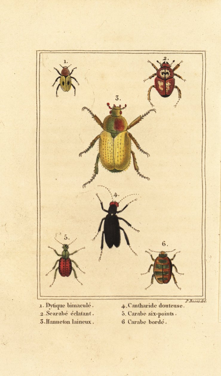 Dytiscus bimaculatus 1, skarabeus 2, kukkanahka, Melolontha melolontha 3, Cantharis-kuoriainen 4, Carabus sexpunciatus 5 ja Omophron limbatum 6 tekijältä Pancrace (after) Bessa