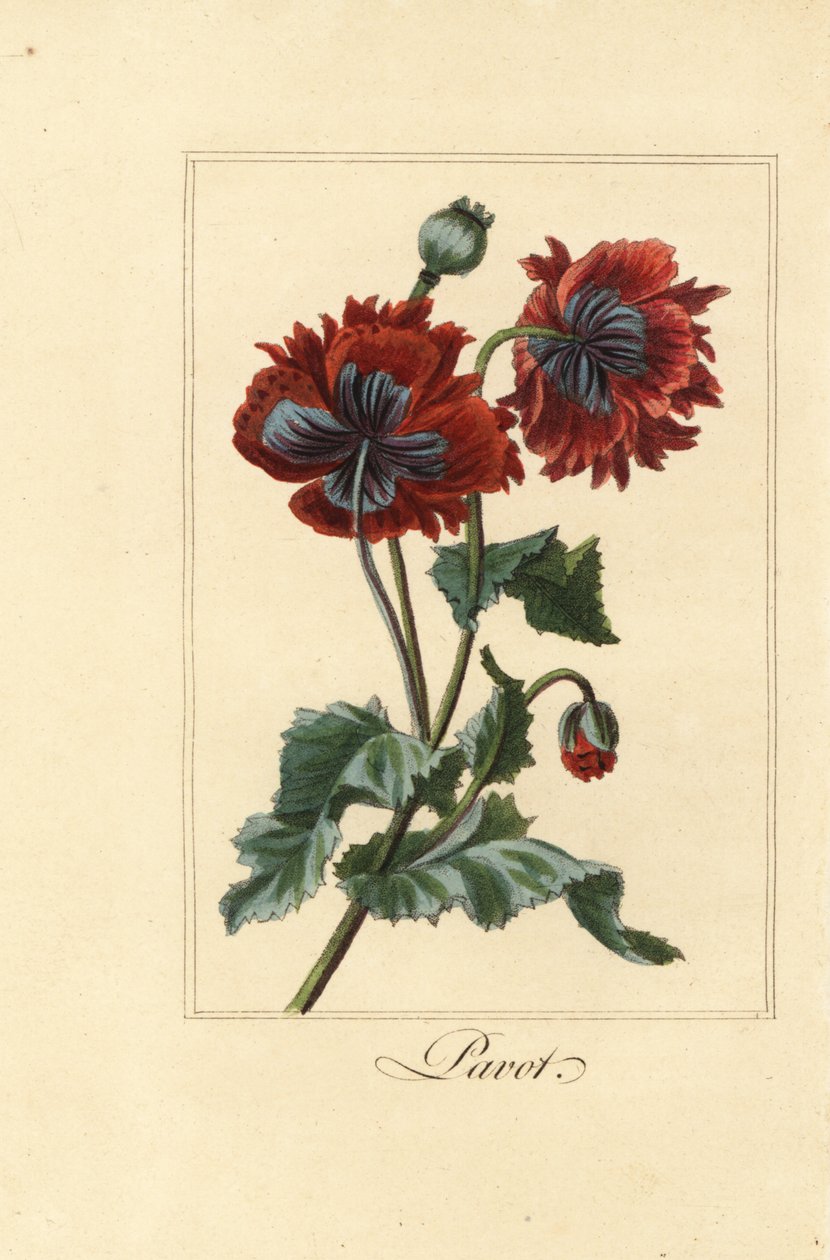 Unikon, pavot, papaver rhoean hybridilajike tekijältä Pancrace (after) Bessa