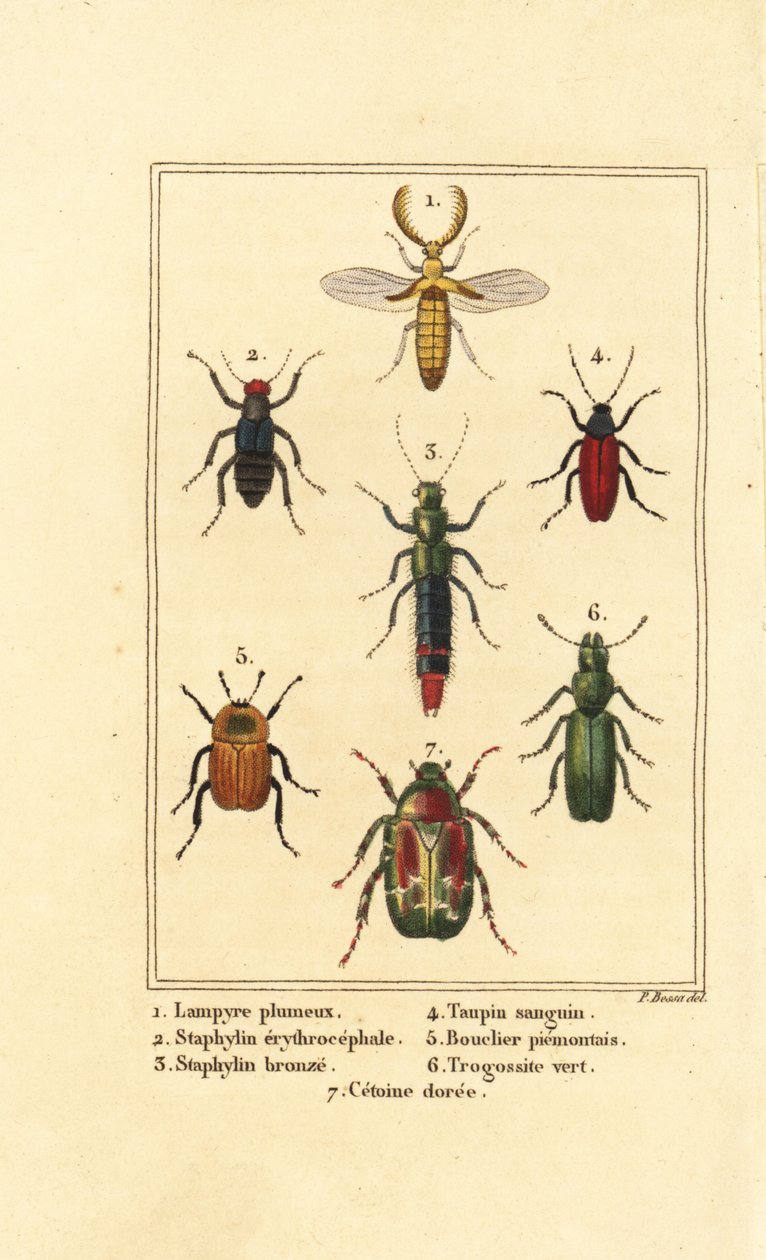 Lampyris-kuoriainen, metsäkuoriainen, Staphylinus erythropterus 2, Staphylinus-laji 3, Ampedus sanguineus 4, Silpha pedemonta 5, Temnoscheila virescens 6 ja ruusukuoriainen, Cetonia aurata 7 tekijältä Pancrace (after) Bessa