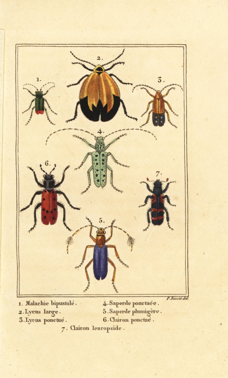 Malakiittikuoriainen, Malachius bipustulatus 1, verkkosiipikuoriaiset, Lycus melanurus 2, Lycus punctatus 3, Saperda punctata 4, Saperda-lajit 5, Trichodes octopunctatus 6 ja Trichodes apiarius 7 tekijältä Pancrace (after) Bessa