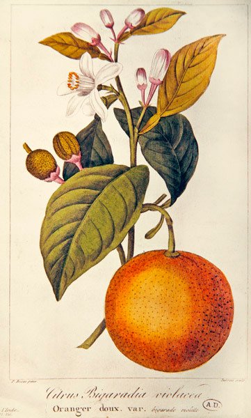 Oranssi, kaiverrus Barois, n. 1820 (värinen kaiverrus) tekijältä Pancrace (after) Bessa