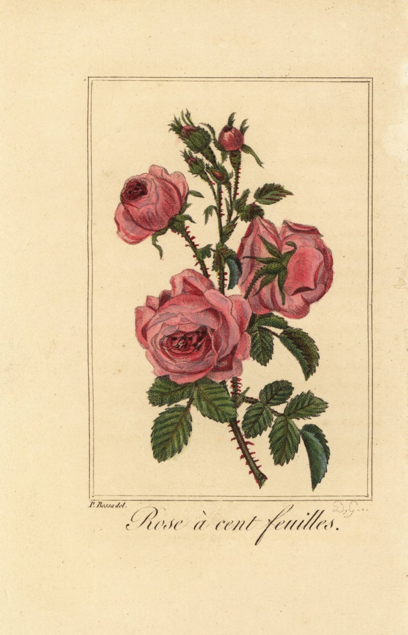 Provence ruusu tai kaaliruusu, Rose a sent feuilles, Rosa centifolia tekijältä Pancrace (after) Bessa