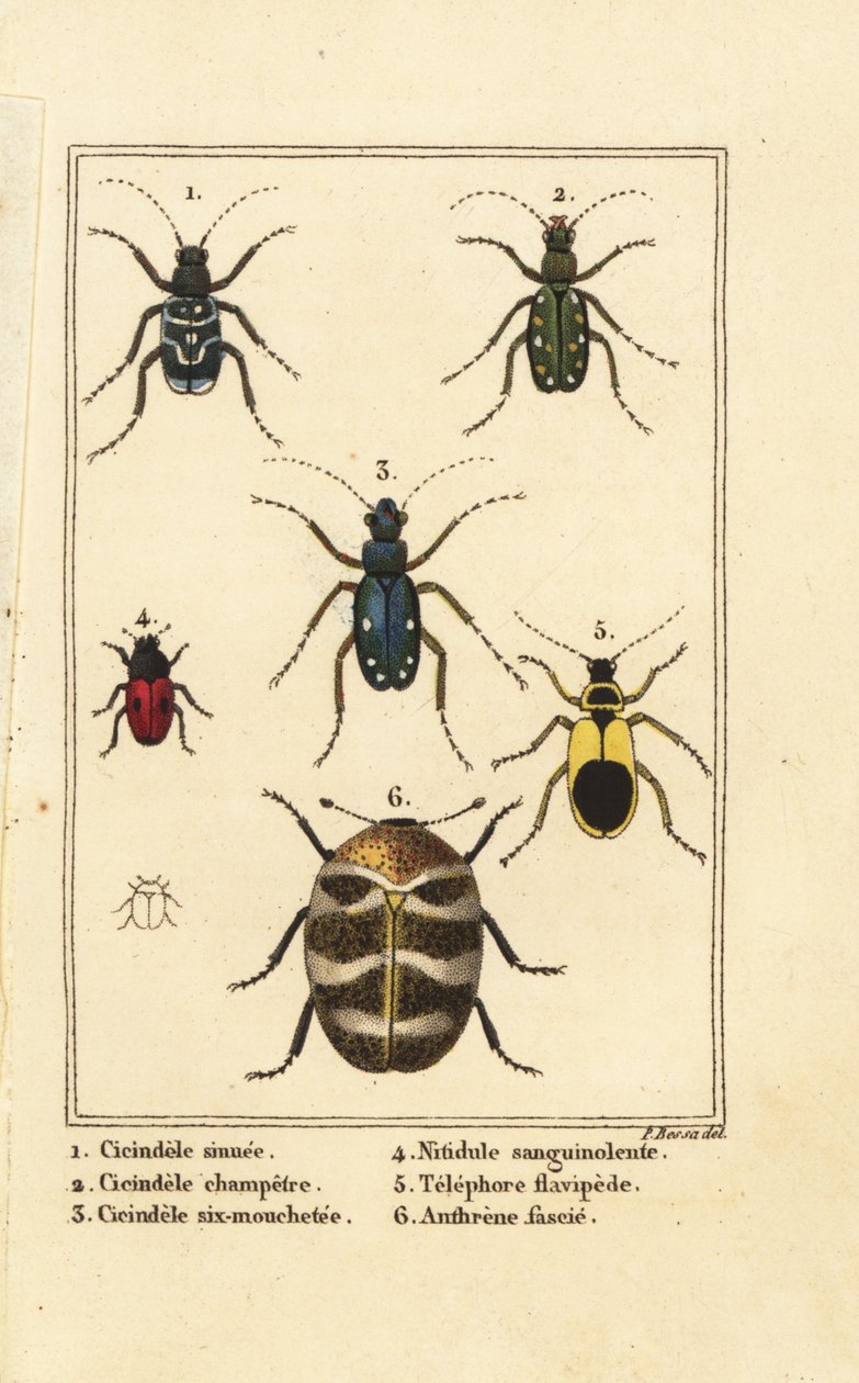 Tiikerikuoriaiset, Cicindela sinuata 1, Cicindela campestris 2, Cicindela sexguttata 3, Nitidula verinen 4, monipuolinen mattokuoriainen, kellertävä telefori 5, Anthrenus verbasci 6 tekijältä Pancrace (after) Bessa