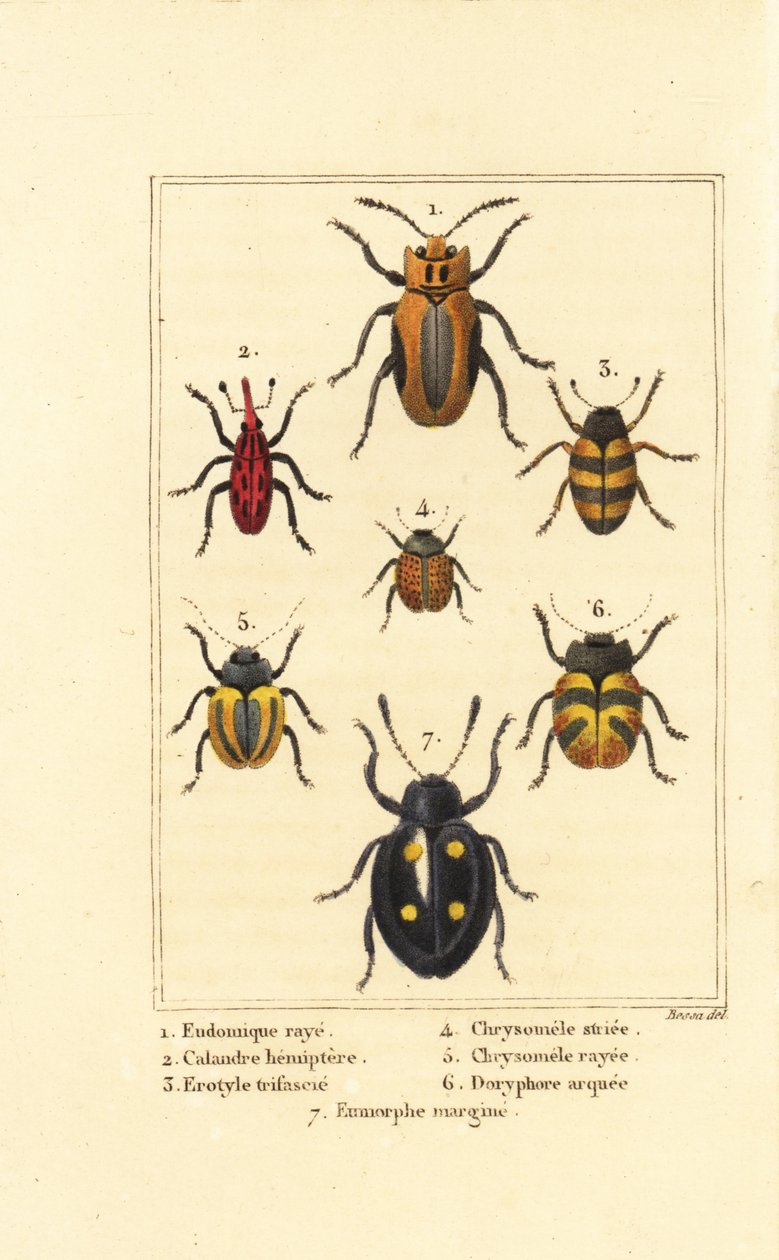 Kärjäkset: Eudomychus striata 1, Calandra hemiptera 2, miellyttävä sienikuoriainen, Erotylus-laji 3, Chrysomela striata 4, Acalymma vittatum 5, Chrysomela arcuata 6 ja Eumorphus marginata 7 tekijältä Pancrace (after) Bessa