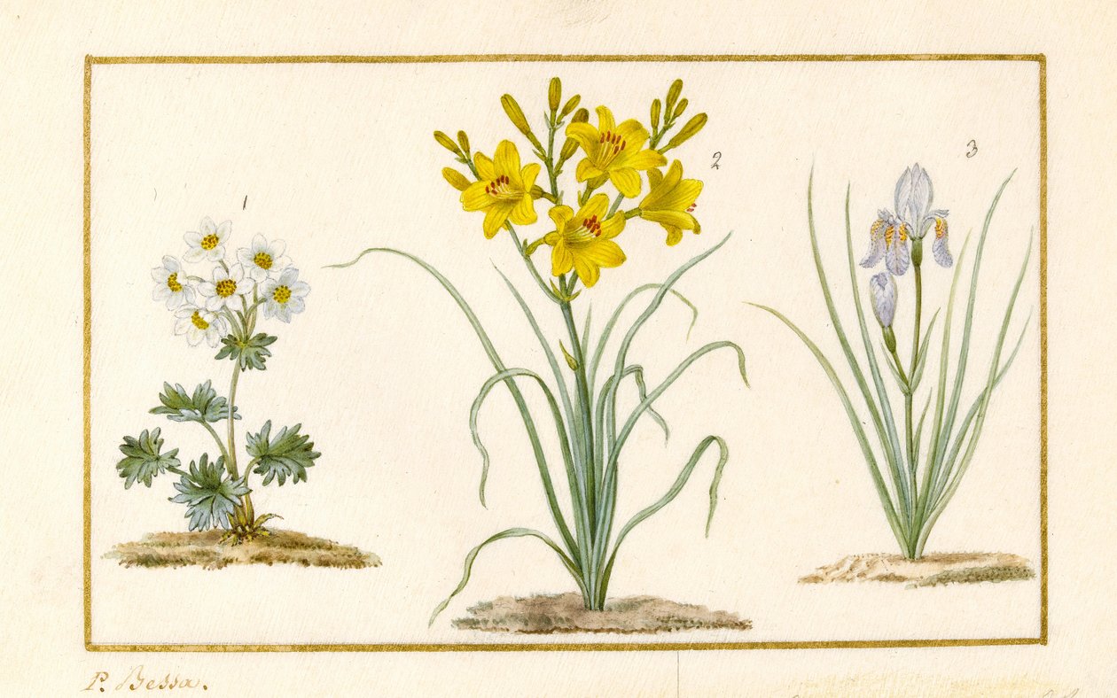Annemone, Hemerocale ja Iris (yksityiskohta) (grafiitti, wc ja vartaloväri vellum) tekijältä Pancrace Bessa