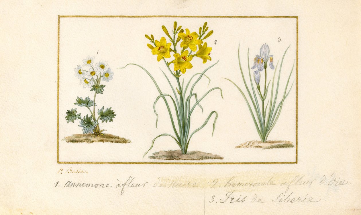 Annemone, Hemerocale ja Iris (grafiitti, wc ja vartaloväri vellum) tekijältä Pancrace Bessa