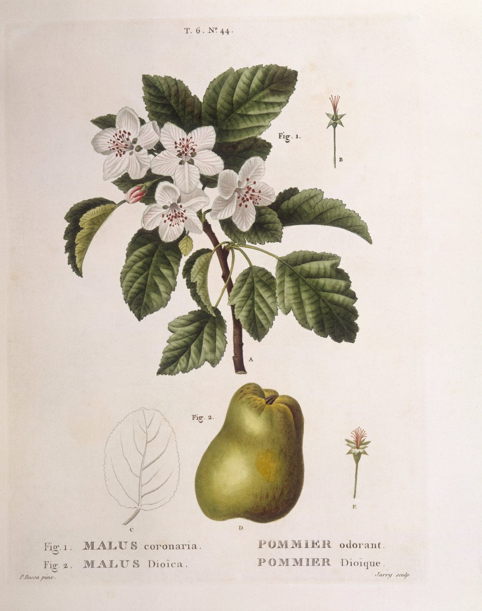 Rapuomena (Malus coronaria), Henry Louis Duhamel du Monceau, Pancrace Bessan kasvitieteellinen levy tekijältä Pancrace Bessa