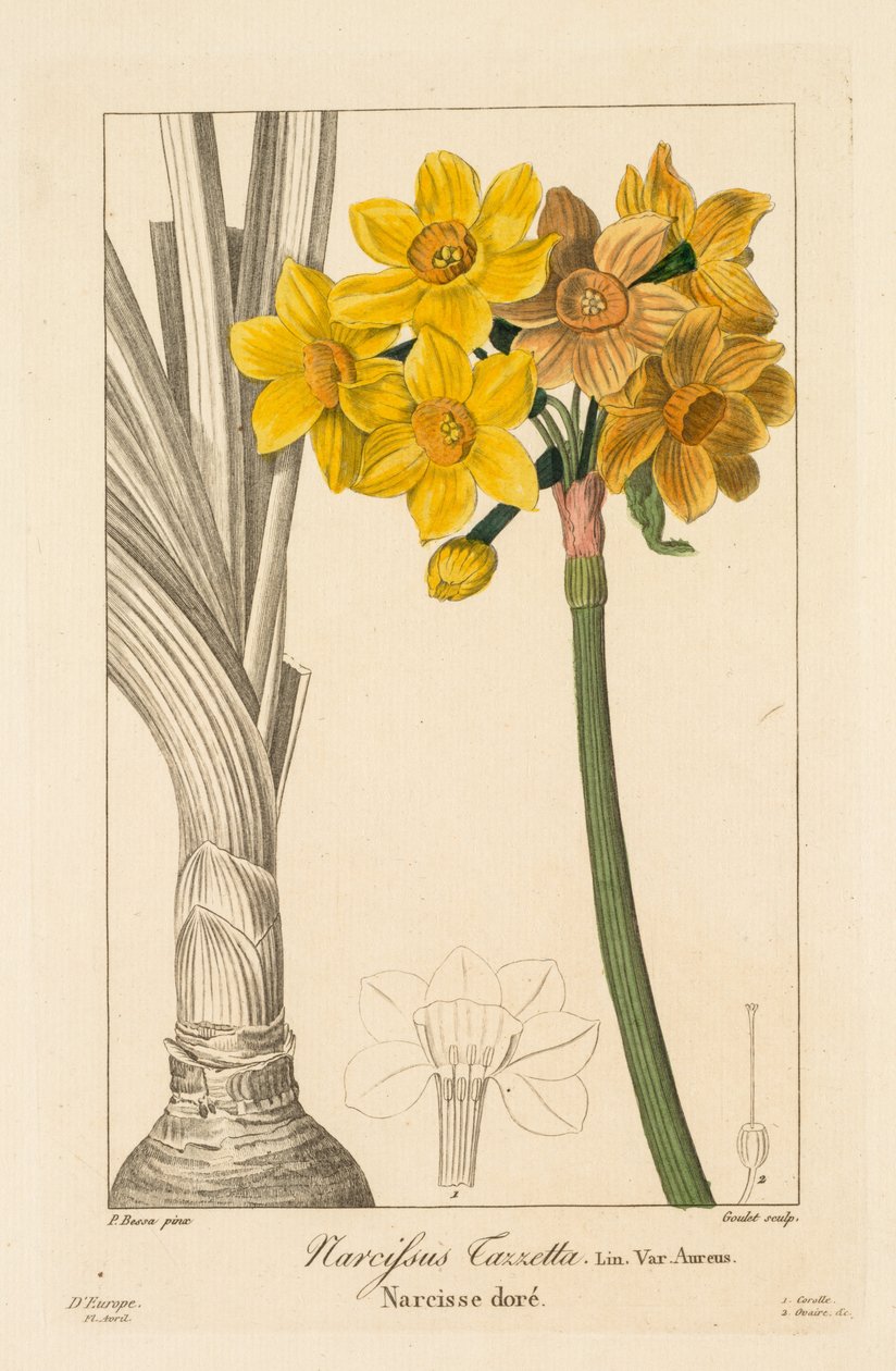 Puutarhureiden, harrastajien ja valmistajien kasvisto: Polyanthus tai Cluster Narcissus, 1836. tekijältä Pancrace Bessa