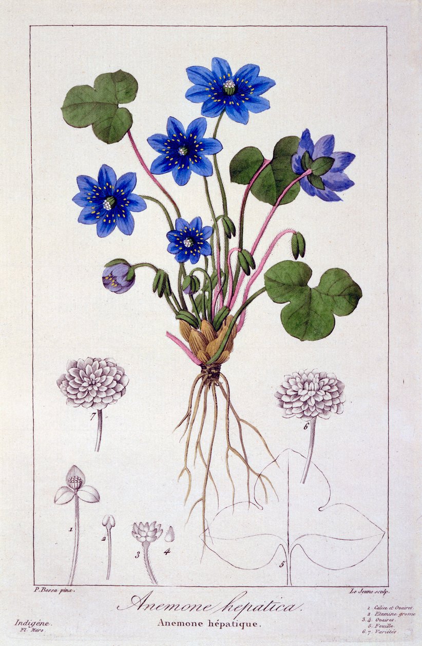 Hepatica nobilis, 1836 (käsinvärinen kaiverrus) tekijältä Pancrace Bessa