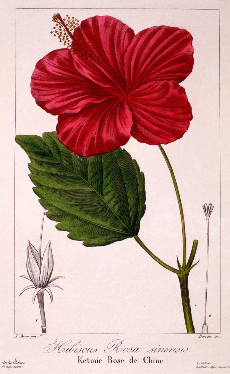 Hibiscus rosa-sinensis, 1836 (käsinvärinen kaiverrus) tekijältä Pancrace Bessa