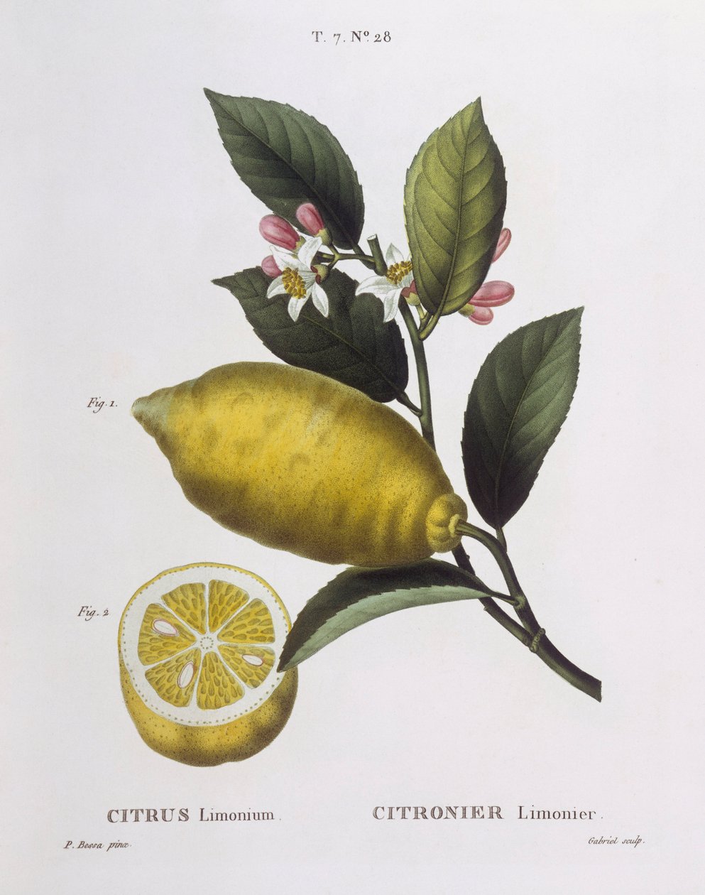 Sitruuna (Citrus limonium), Henry Louis Duhamel du Monceau, Pancrace Bessan kasvitieteellinen lautanen tekijältä Pancrace Bessa