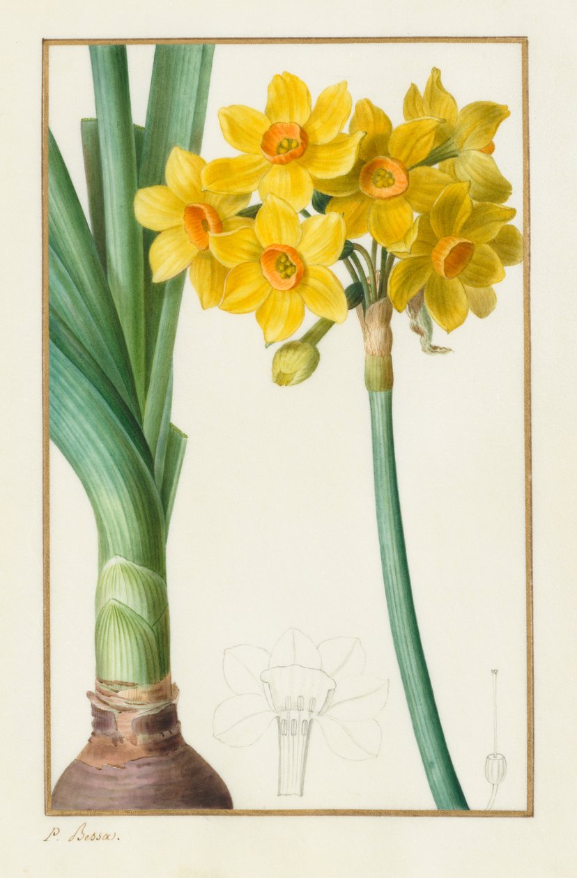 Polyanthus tai cluster Narcissus (Kasvitieteellinen: Narcissus tazetta) tekijältä Pancrace Bessa