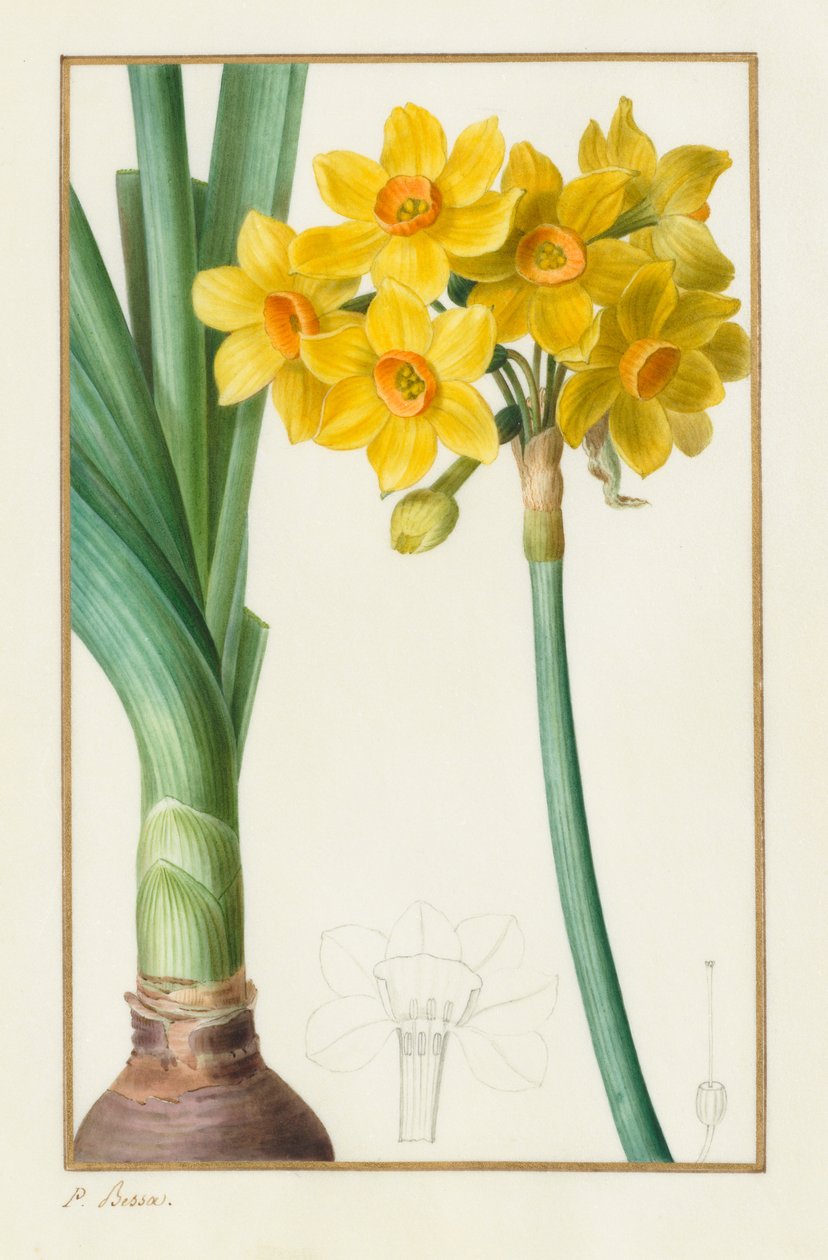 Polyanthus tai cluster Narcissus Botanical: Narcissus tazetta, 1836. tekijältä Pancrace Bessa