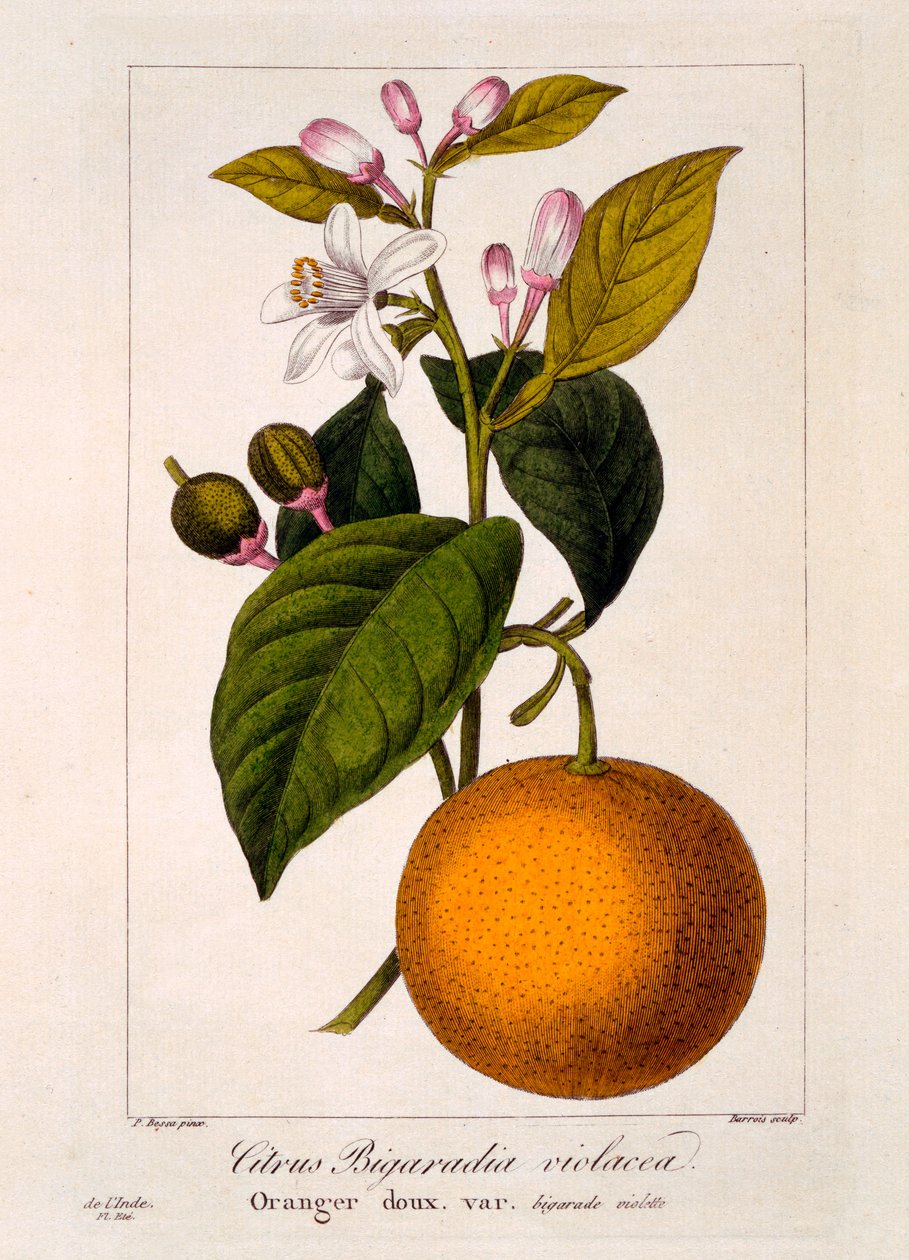 Makea appelsiini: Citrus sinensis var. Bigaradia violacea, 1836 (käsinvärinen kaiverrus) tekijältä Pancrace Bessa