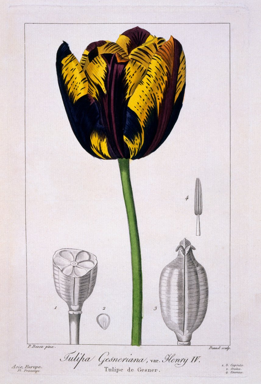 Kuningas Henrik IV:n tulppaani, 1836 (käsinvärinen kaiverrus) tekijältä Pancrace Bessa