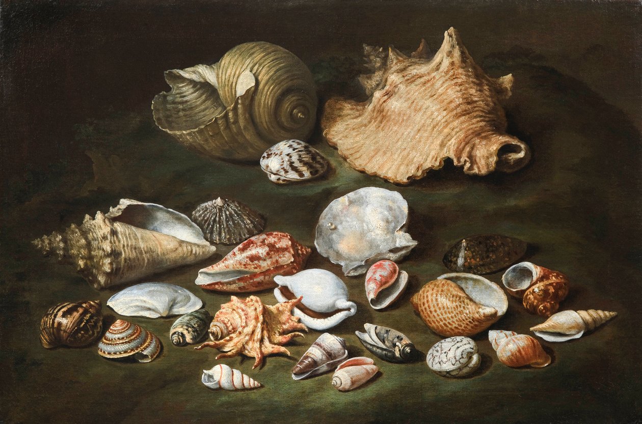 "Asetelma kuorilla" Paolo Porporan (1617-1673) maalaus - Öljy kankaalle, koko 44,5x67 cm Fondation Custodia tekijältä Paolo Porpora