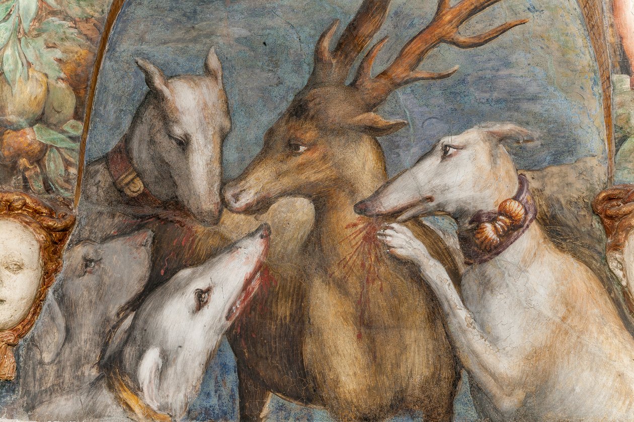 Polttareksi muuttunut Actaeon syövät hänen omat koiransa Dianan ja Actaeonin huoneesta, pohjoismuurista, yksityiskohta numerosta 2384753 tekijältä Parmigianino