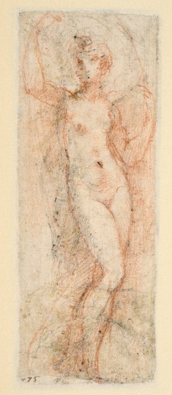 Figura femenina - estudi per a la Steccata (verso)finlandesa tekijältä Parmigianino