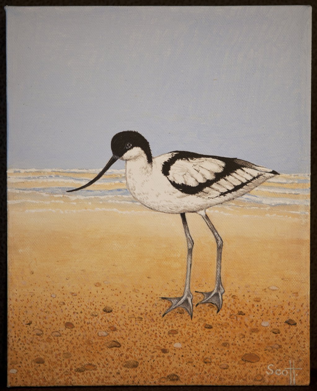 Avocet, 2016 tekijältä Pat Scott
