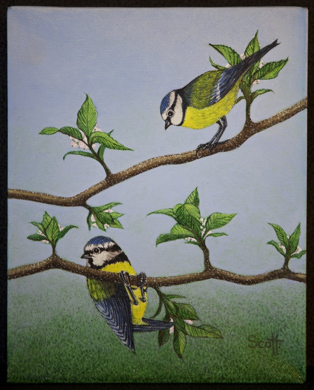Bluetits, 2016 tekijältä Pat Scott