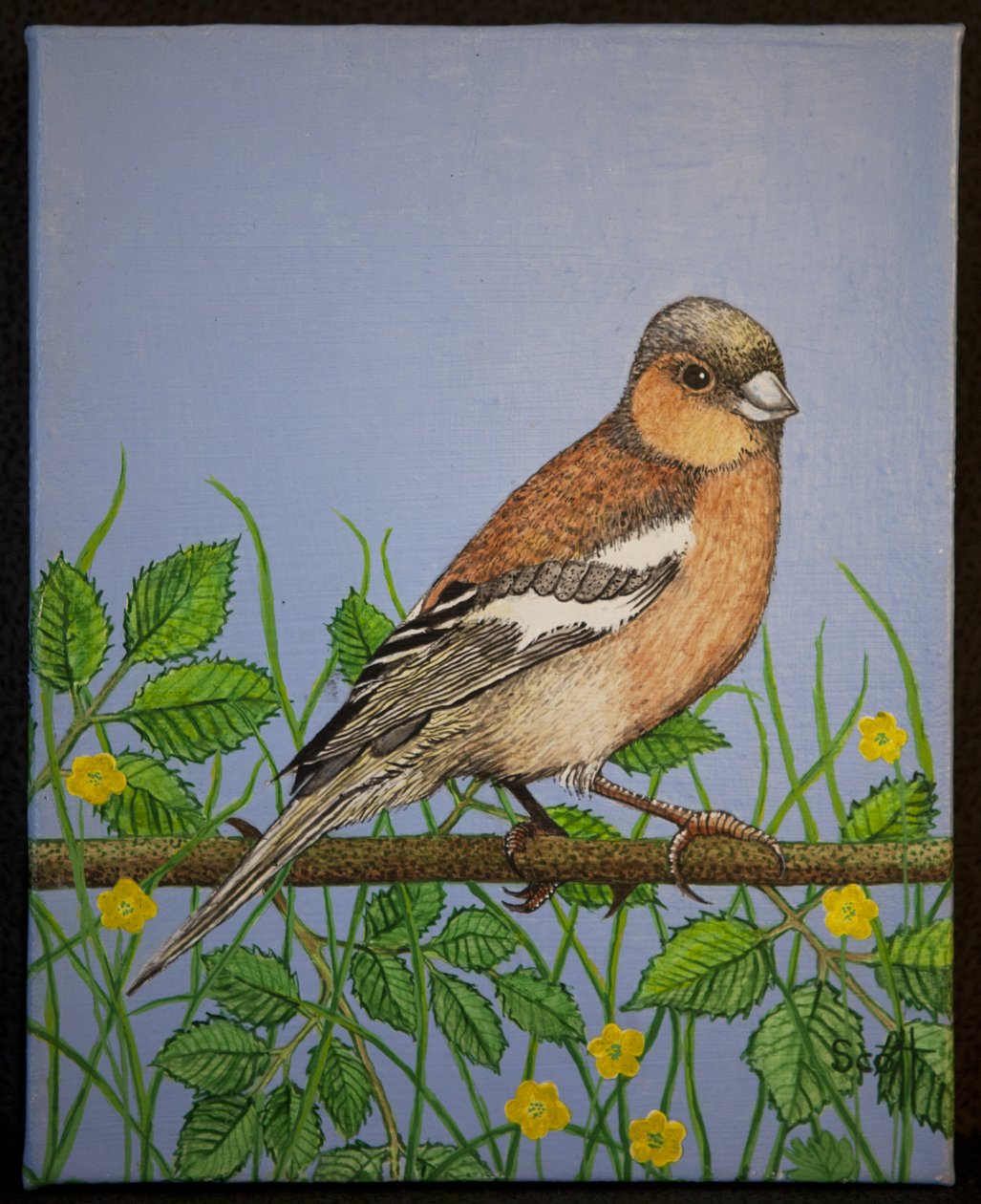 Chaffinch, 2016 tekijältä Pat Scott