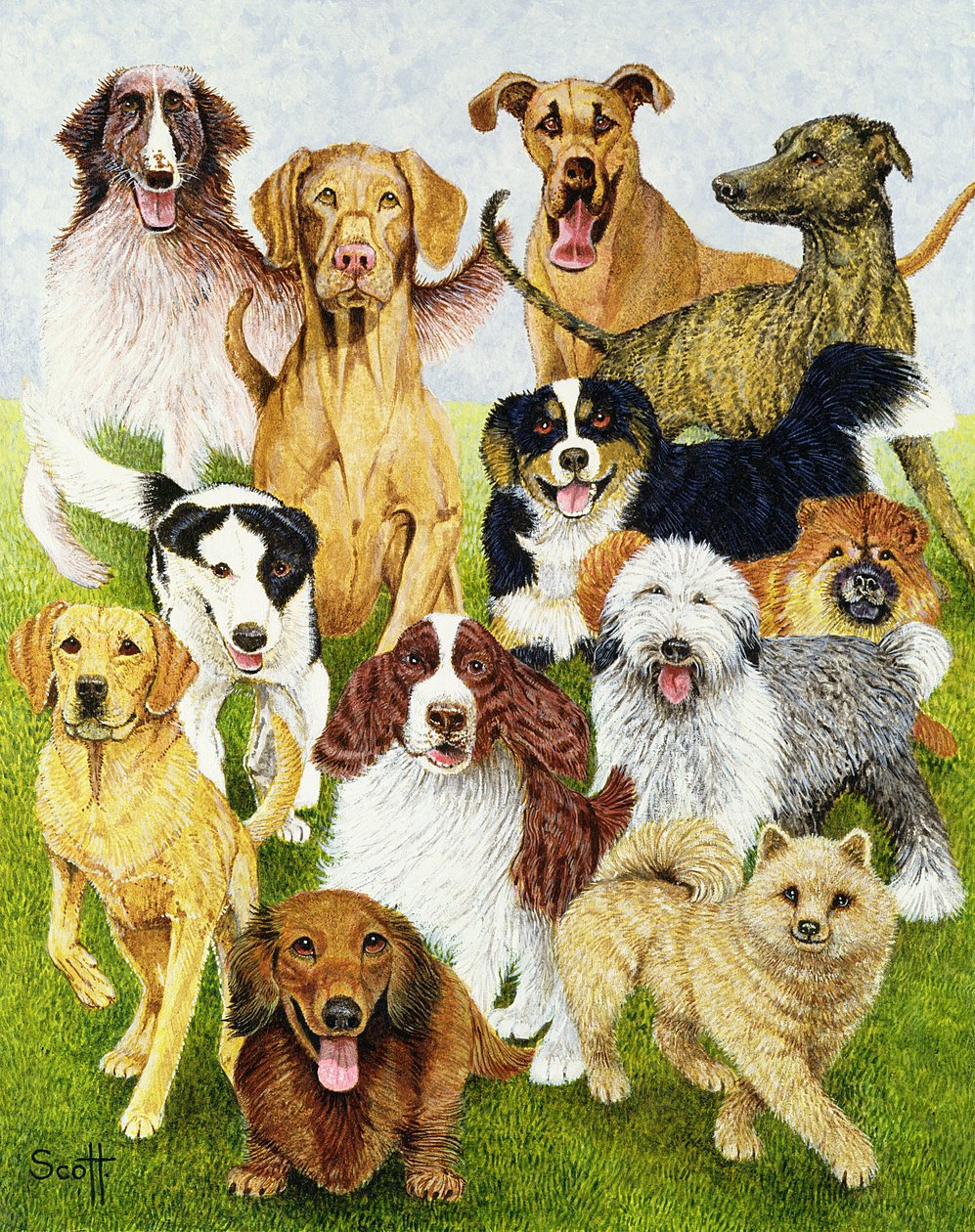 Dog Days (öljy kankaalle) tekijältä Pat Scott
