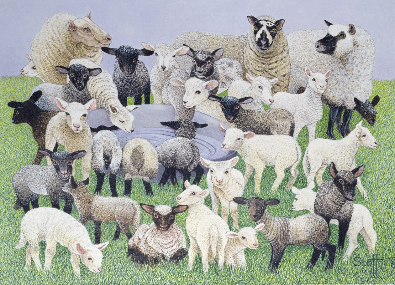 Feeling Sheepish (öljy kankaalle) tekijältä Pat Scott