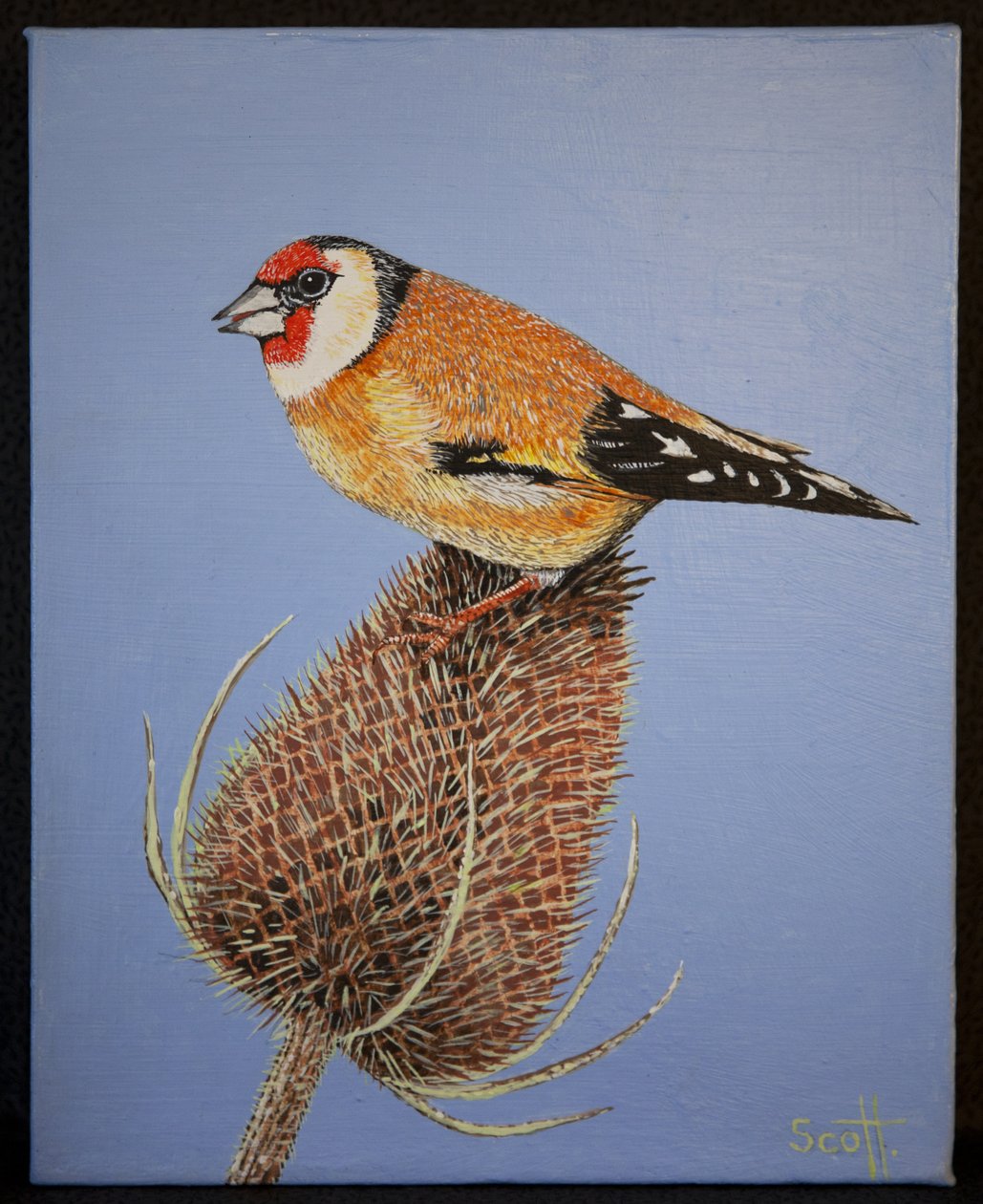 Goldfinch, 2016 tekijältä Pat Scott