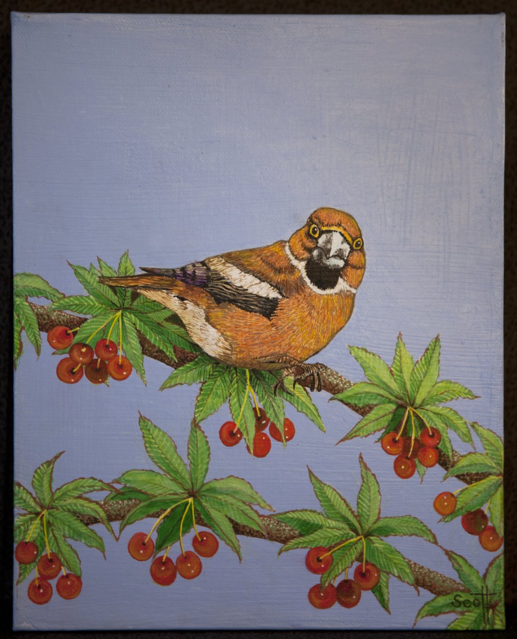 Haukipudas, 2016 tekijältä Pat Scott