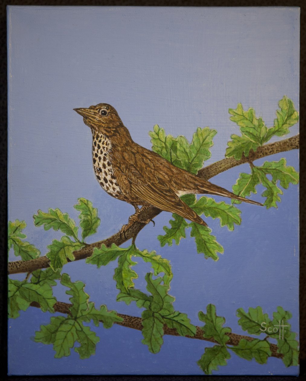 Mistle Thrush, 2016 tekijältä Pat Scott