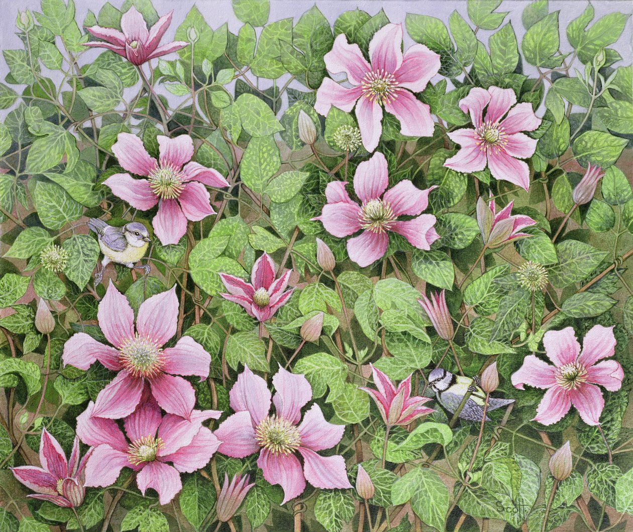 Nesting in Clematis (öljy kankaalle) tekijältä Pat Scott