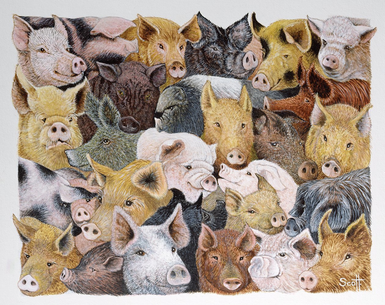 Pigs Galore (akryyli kalikolle) tekijältä Pat Scott