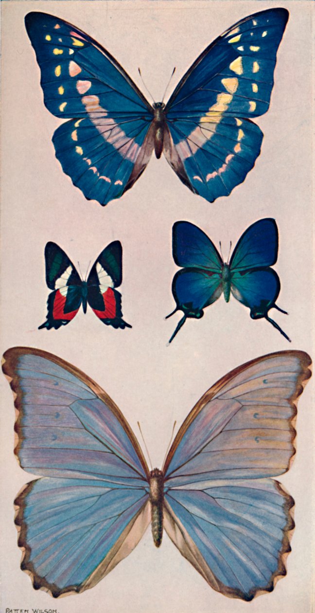 Jotkut Riosin perhosista, 1914 tekijältä Patten Wilson