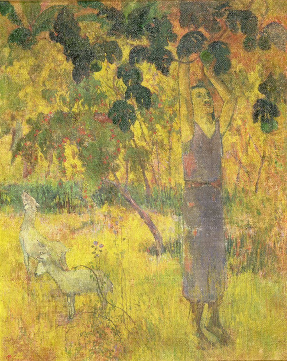 Mies poimimassa hedelmiä puusta, 1897 tekijältä Paul Gauguin