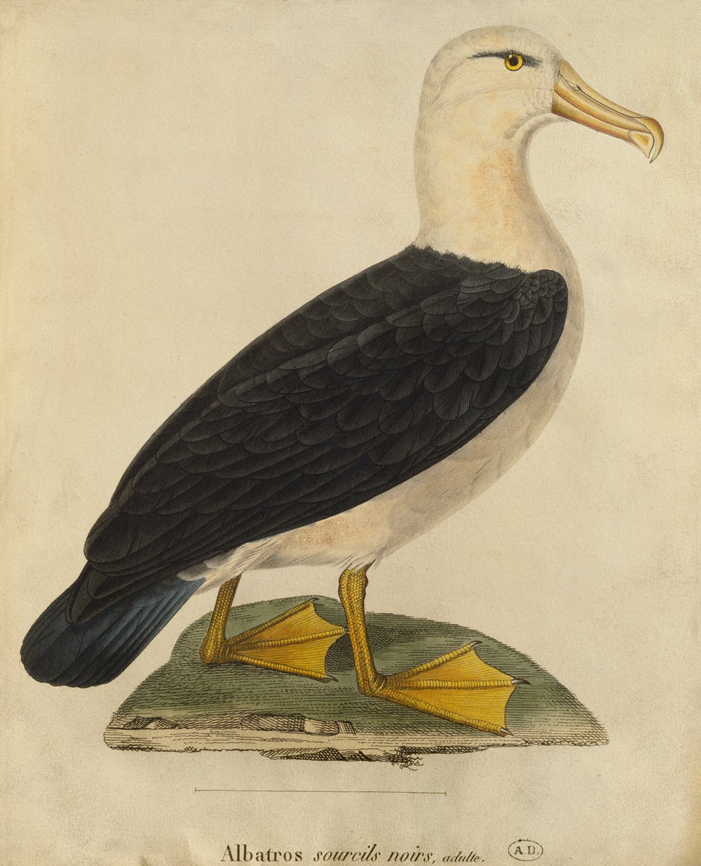 Albatross mustilla kulmakarvoilla (värikaiverrus) tekijältä Paul Louis Oudart