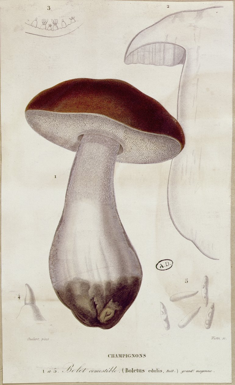 Boletus edulis, kuvitus Jean Jacques Paulet
