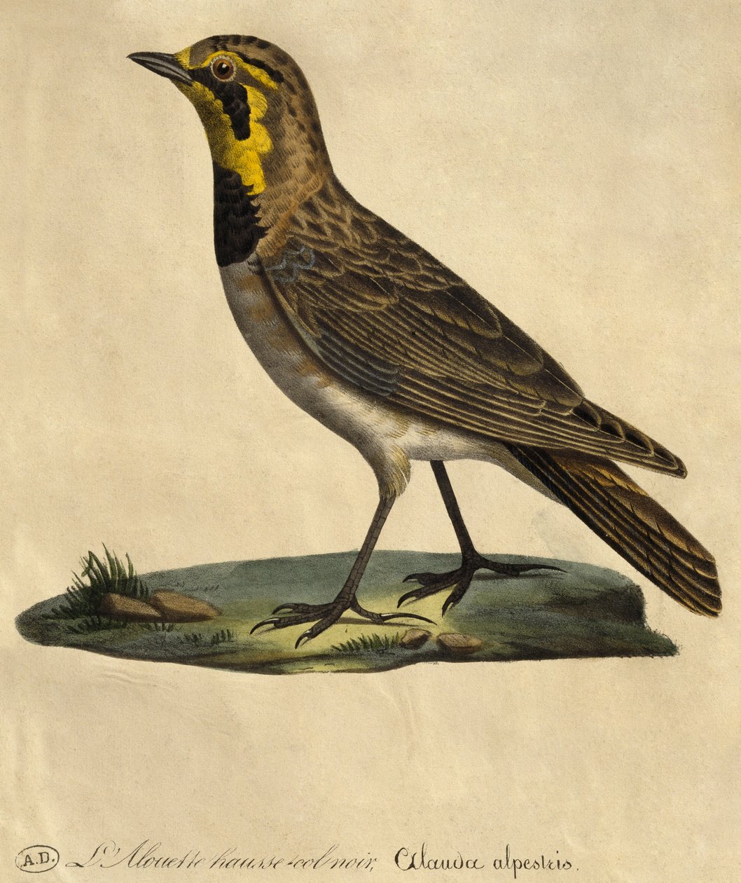 Lark mustalla kauluksella (värikaiverrus) tekijältä Paul Louis Oudart