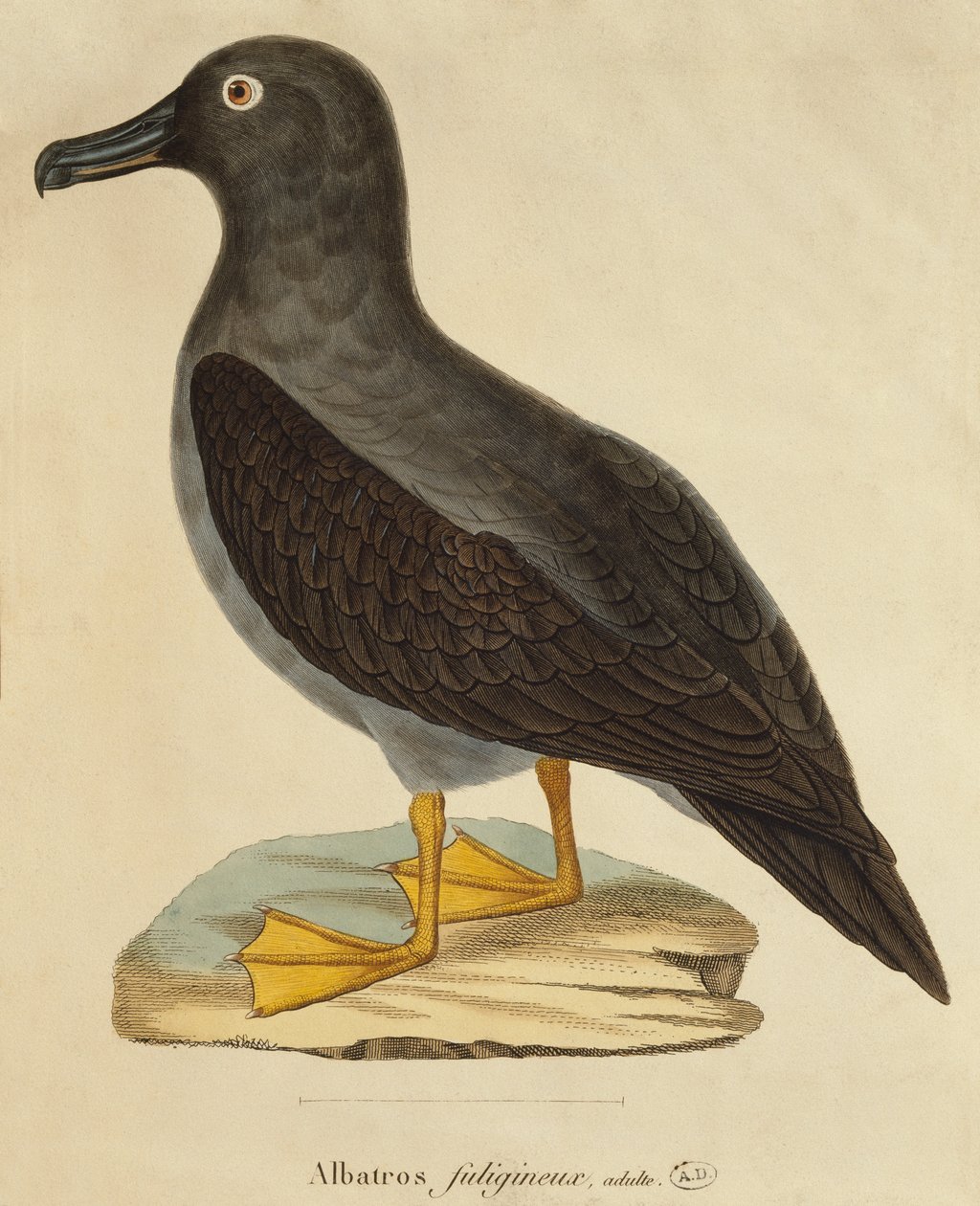 Nokinen Albatross (värikaiverrus) tekijältä Paul Louis Oudart