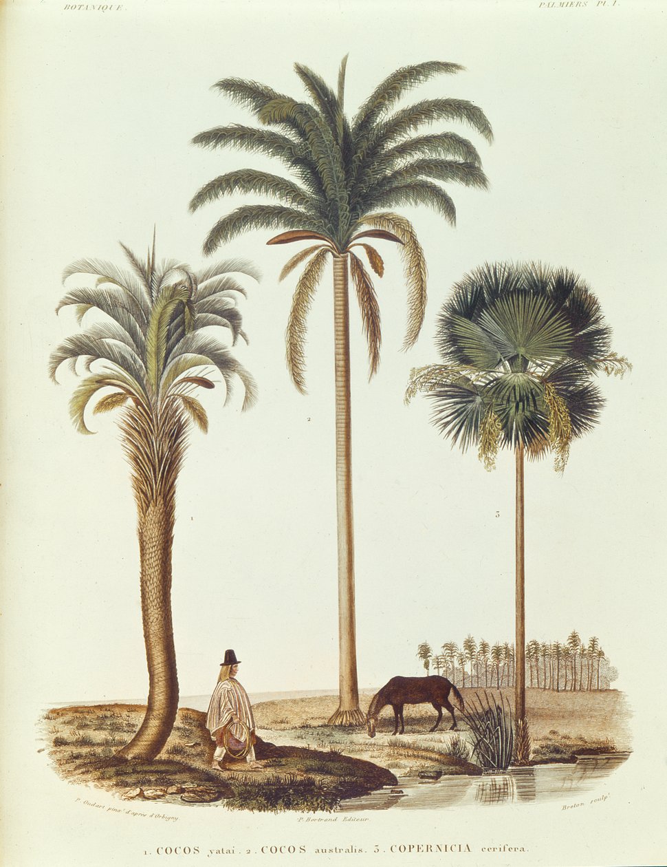 Argentiinan palmulajit, kuvitus Alcide dOrbignyn teoksesta Voyage dans lAmerique Meridionale, kaiverrus Breton, 1847 tekijältä Paul Louis Oudart