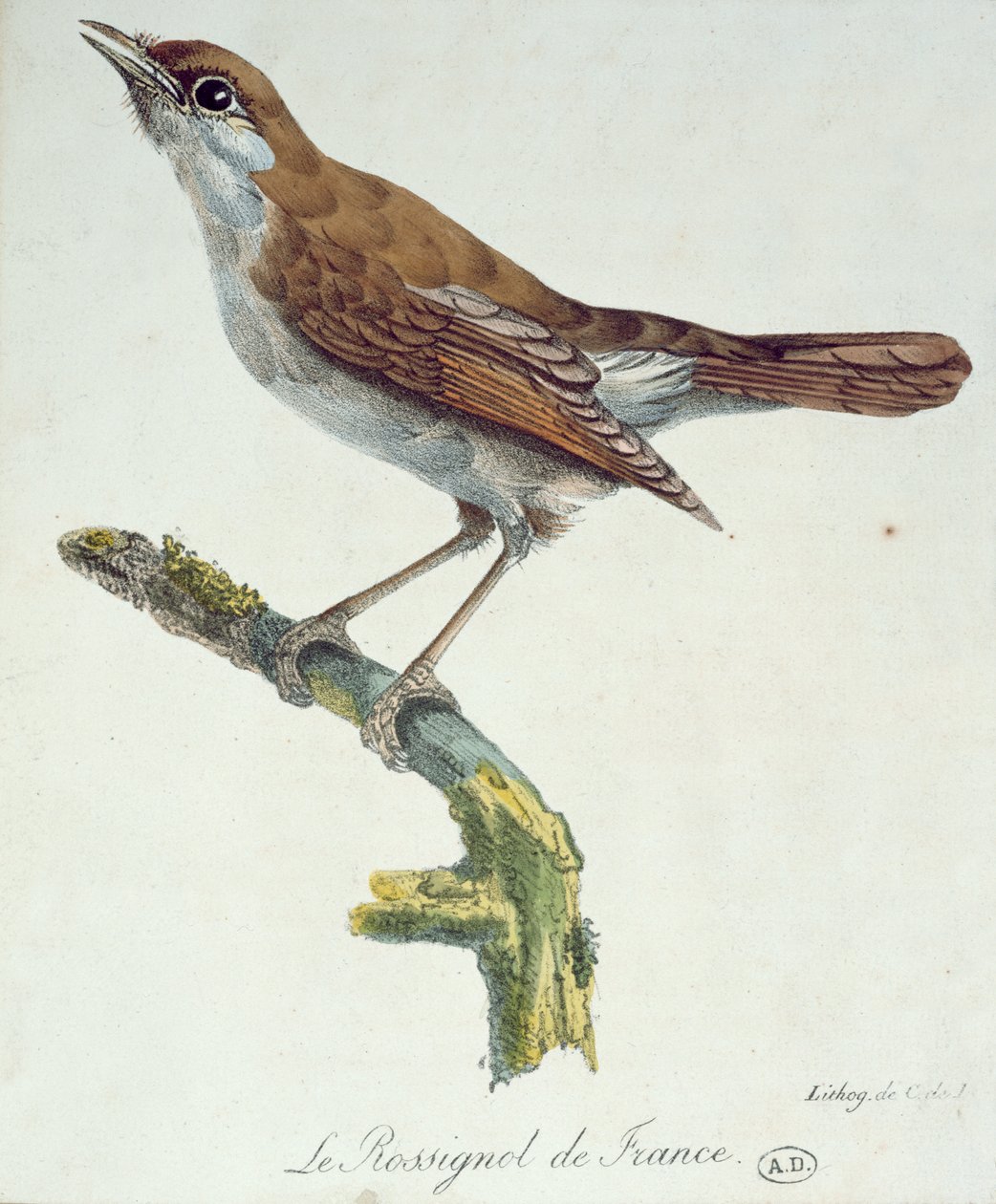 Ranskan satakieli, noin 1830 tekijältä Paul Louis Oudart