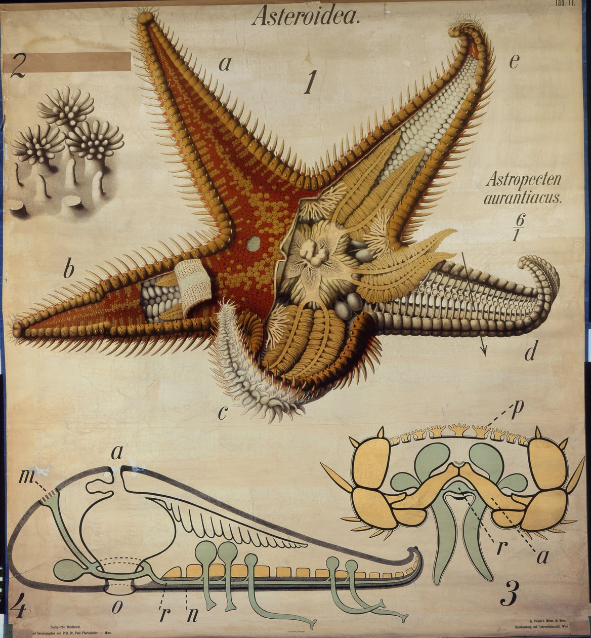 Astropecten, nro 11, Pfurtschellerin eläintieteellinen seinäkartta tekijältä Paul Pfurtscheller