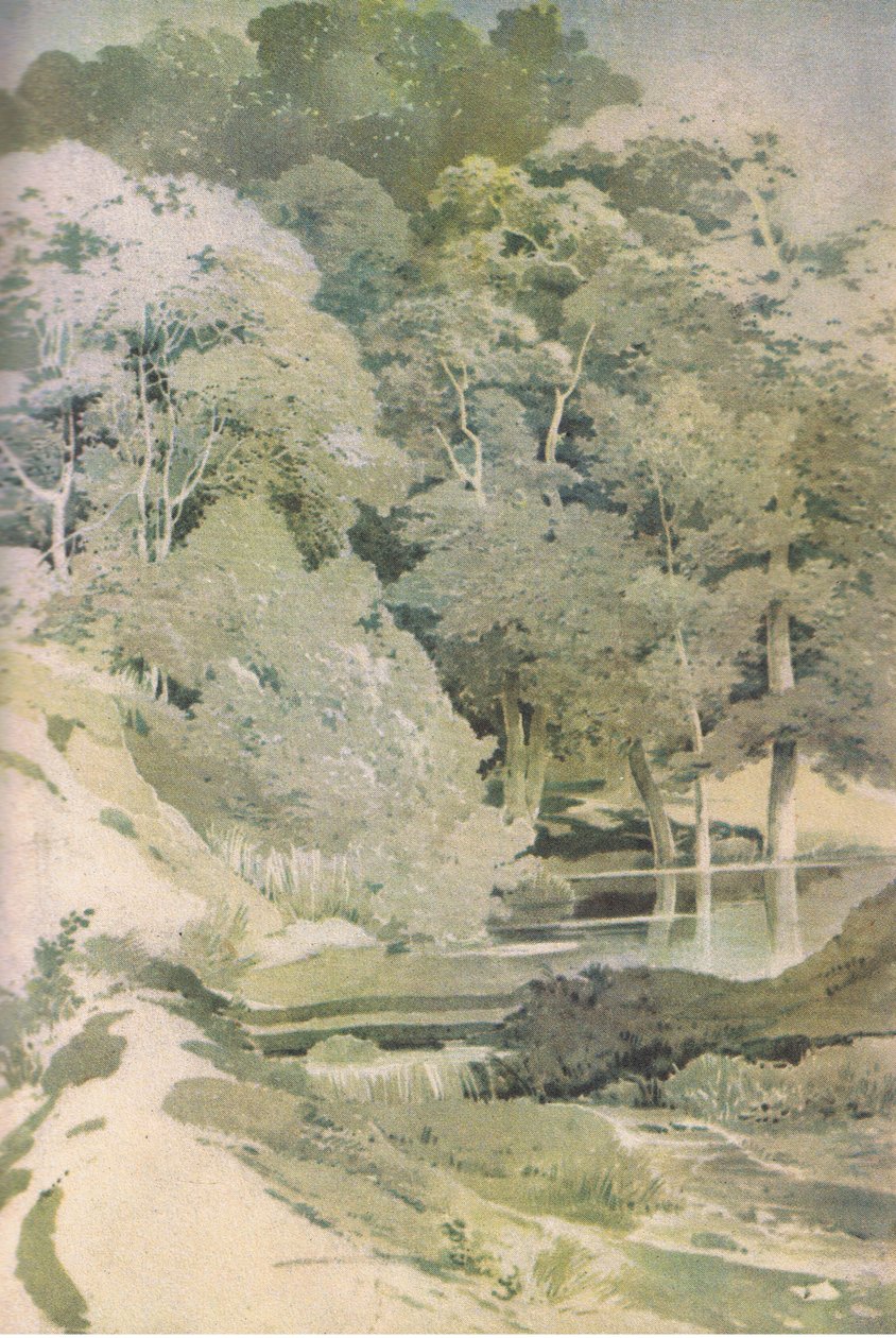 Ancient Beech in Windsor Forest, Nature in Britain julkaisija Collins, 1946 tekijältä Paul Sandby