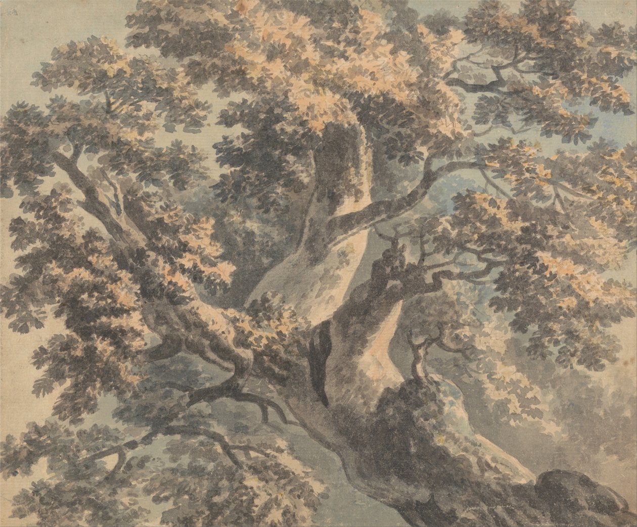 Tutkimus puusta tekijältä Paul Sandby