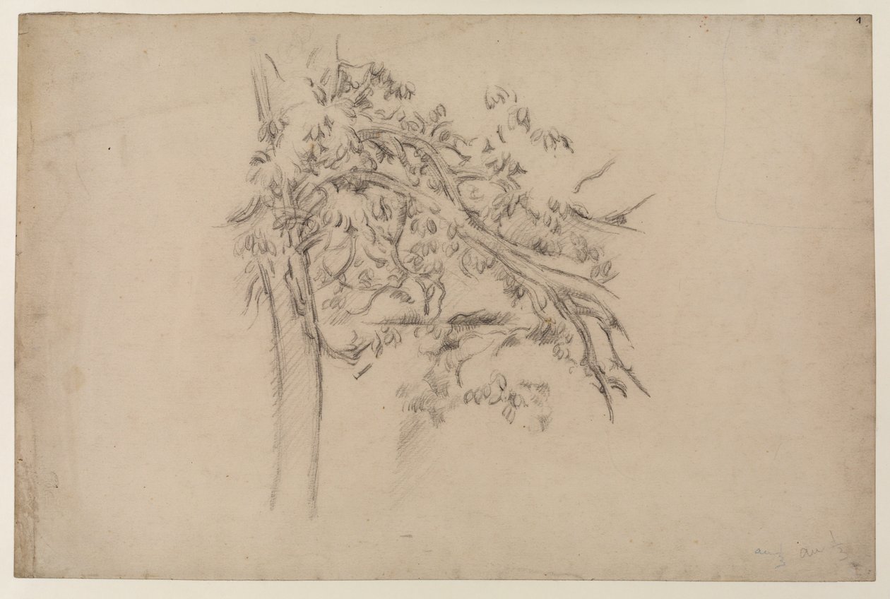 Study of a Tree, n. 1885-1887 (grafiitti paperille) tekijältä Paul Cézanne