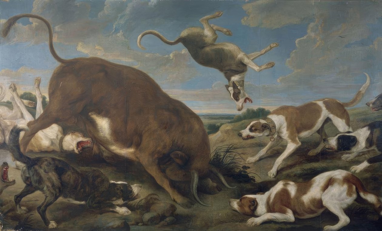 TORO ATACADO POR PERROS – SIGLO XVII – LIENZO 210 × 346 cm – BARROCO FLAMENCO tekijältä Paul De Vos