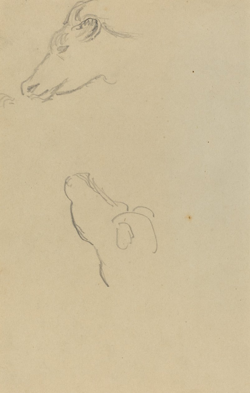 Lehmän pää [recto] tekijältä Paul Gauguin