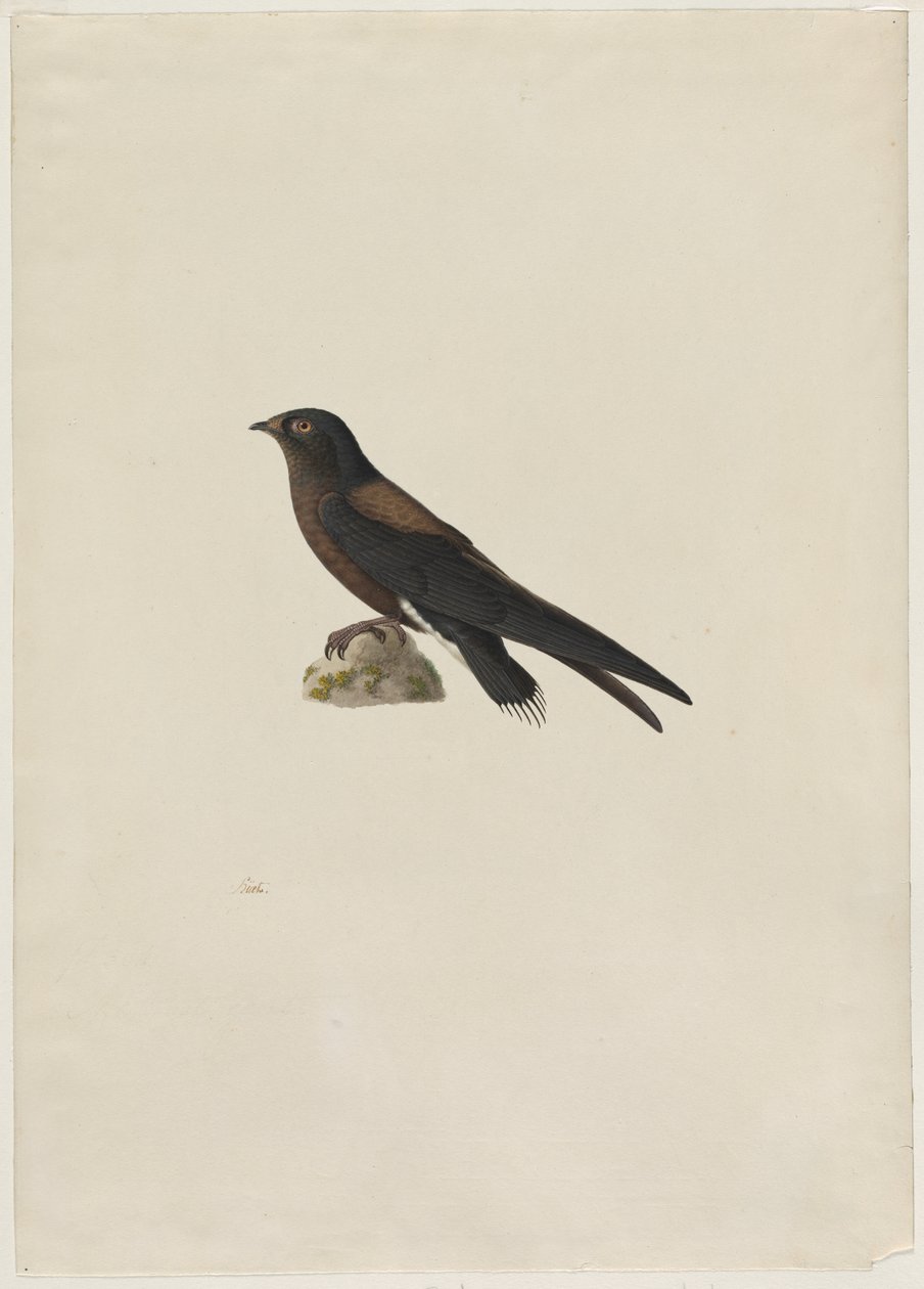 Neulapyrstö (Hirundapus caudacutus) tekijältä Paul Huet