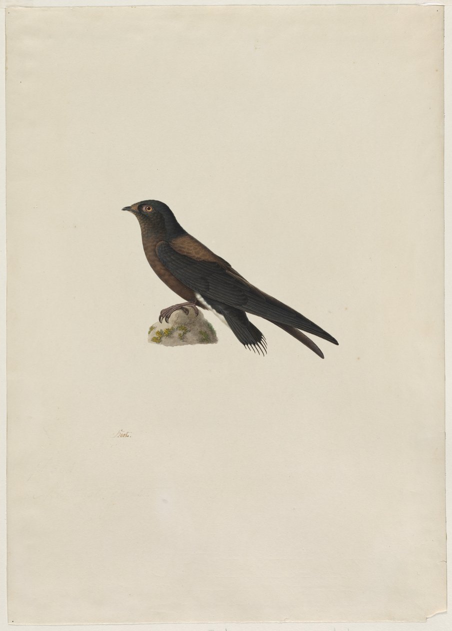 Neulakärkinen swift Hirundapus caudacutus, 1800-luku. tekijältä Paul Huet